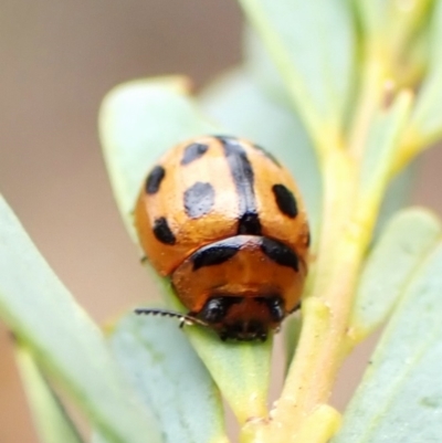 Peltoschema basicollis (Leaf beetle) at Aranda Bushland - 3 Nov 2023 by CathB