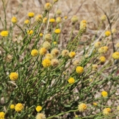 Calotis lappulacea (Yellow Burr Daisy) at Belconnen, ACT - 1 Nov 2023 by sangio7