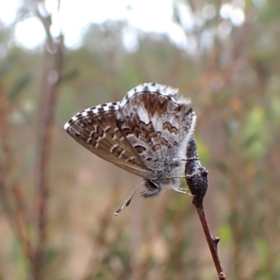 Neolucia agricola (Fringed Heath-blue) at Belconnen, ACT - 3 Nov 2023 by CathB