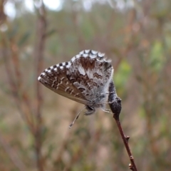 Neolucia agricola at Aranda Bushland - 3 Nov 2023