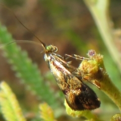 Nemophora panaeola (Adelidae) at Woodstock Nature Reserve - 30 Oct 2023 by Christine