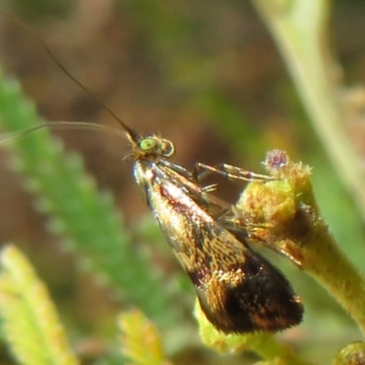 Nemophora panaeola (Adelidae) at Belconnen, ACT - 30 Oct 2023 by Christine