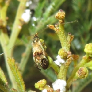 Nemophora panaeola at Woodstock Nature Reserve - 30 Oct 2023