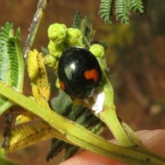 Orcus bilunulatus (Ladybird beetle) at Belconnen, ACT - 30 Oct 2023 by Christine