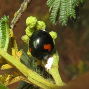 Orcus bilunulatus at Woodstock Nature Reserve - 30 Oct 2023 03:33 PM