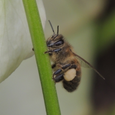 Apis mellifera (European honey bee) at Conder, ACT - 2 Aug 2023 by MichaelBedingfield