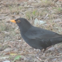 Turdus merula (Eurasian Blackbird) at Pollinator-friendly garden Conder - 2 Aug 2023 by michaelb