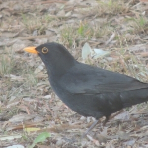 Turdus merula at Pollinator-friendly garden Conder - 2 Aug 2023 04:44 PM