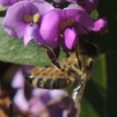 Apis mellifera (European honey bee) at Conder, ACT - 20 Aug 2023 by michaelb