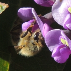 Apis mellifera at Pollinator-friendly garden Conder - 20 Aug 2023