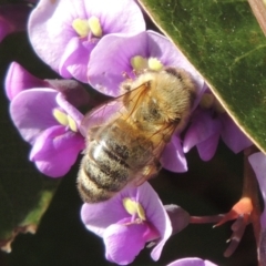 Apis mellifera at Pollinator-friendly garden Conder - 20 Aug 2023 10:58 AM