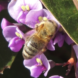 Apis mellifera at Pollinator-friendly garden Conder - 20 Aug 2023