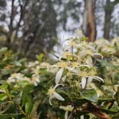 Clematis aristata (Mountain Clematis) at Captains Flat, NSW - 9 Nov 2023 by Csteele4