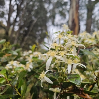 Clematis aristata (Mountain Clematis) at Captains Flat, NSW - 9 Nov 2023 by Csteele4
