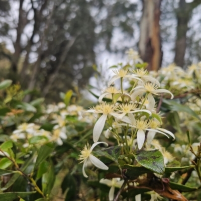 Clematis aristata (Mountain Clematis) at QPRC LGA - 9 Nov 2023 by Csteele4