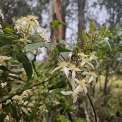 Clematis aristata at QPRC LGA - 9 Nov 2023