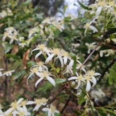 Clematis aristata at QPRC LGA - 9 Nov 2023