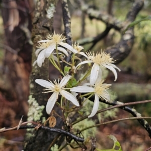 Clematis aristata at QPRC LGA - 9 Nov 2023