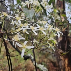 Clematis aristata at QPRC LGA - 9 Nov 2023