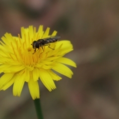 Syrphini sp. (tribe) (Unidentified syrphine hover fly) at Lyons, ACT - 8 Nov 2023 by CraigW