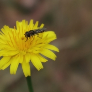 Syrphini sp. (tribe) at Oakey Hill NR (OHR) - 9 Nov 2023