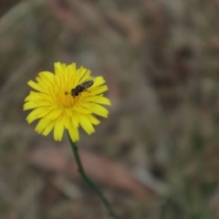 Syrphini (tribe) at Oakey Hill NR (OHR) - 9 Nov 2023 09:15 AM