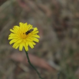 Syrphini (tribe) at Oakey Hill NR (OHR) - 9 Nov 2023 09:15 AM