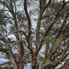 Eucalyptus camaldulensis subsp. camaldulensis at Paddys River, ACT - 9 Nov 2023