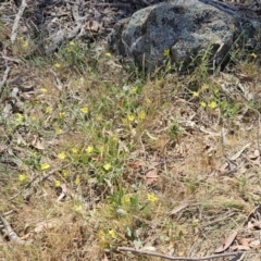 Goodenia hederacea subsp. hederacea (Ivy Goodenia, Forest Goodenia) at Belconnen, ACT - 1 Nov 2023 by sangio7