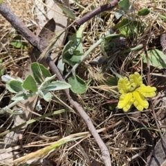 Goodenia hederacea subsp. hederacea at Belconnen, ACT - 1 Nov 2023 02:45 PM