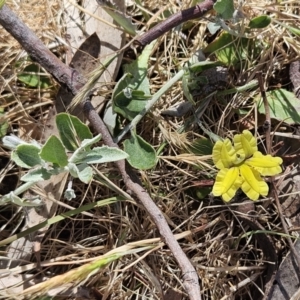 Goodenia hederacea subsp. hederacea at Belconnen, ACT - 1 Nov 2023 02:45 PM