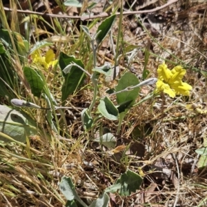 Goodenia hederacea subsp. hederacea at Belconnen, ACT - 1 Nov 2023 02:45 PM