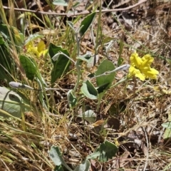 Goodenia hederacea subsp. hederacea at Belconnen, ACT - 1 Nov 2023