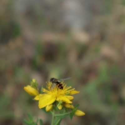 Syrphini sp. (tribe) (Unidentified syrphine hover fly) at Lyons, ACT - 8 Nov 2023 by CraigW