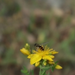 Syrphini sp. (tribe) at Oakey Hill NR (OHR) - 9 Nov 2023