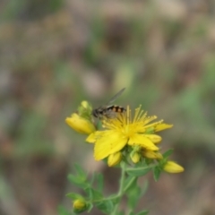 Syrphini sp. (tribe) at Oakey Hill NR (OHR) - 9 Nov 2023