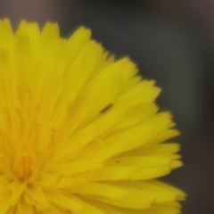 Unverified Other insect at Oakey Hill NR (OHR) - 9 Nov 2023 by CraigW