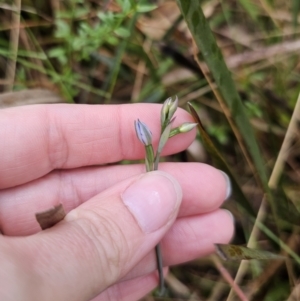 Thelymitra sp. (pauciflora complex) at QPRC LGA - 9 Nov 2023