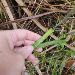 Thelymitra sp. (pauciflora complex) at QPRC LGA - suppressed