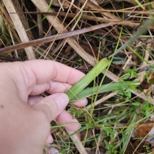 Thelymitra sp. (pauciflora complex) at QPRC LGA - 9 Nov 2023