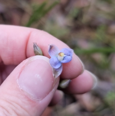 Thelymitra pauciflora (Slender Sun Orchid) at Tallaganda State Forest - 9 Nov 2023 by Csteele4