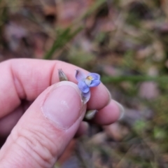 Thelymitra pauciflora at QPRC LGA - suppressed