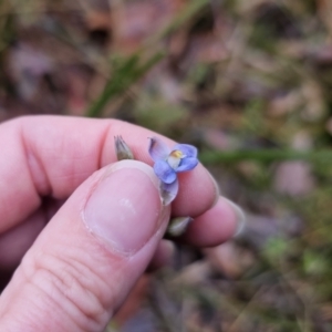 Thelymitra pauciflora at QPRC LGA - suppressed