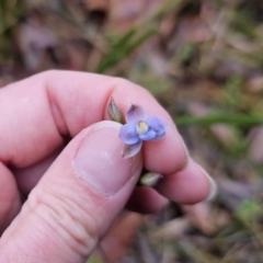 Thelymitra pauciflora at QPRC LGA - 9 Nov 2023