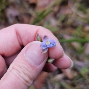 Thelymitra pauciflora at QPRC LGA - 9 Nov 2023