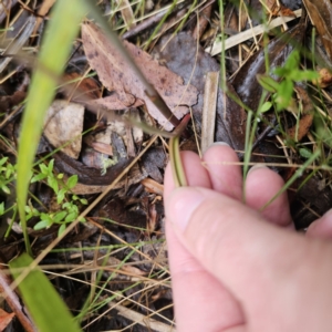 Thelymitra pauciflora at QPRC LGA - 9 Nov 2023