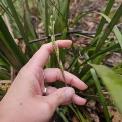 Thelymitra sp. (A Sun Orchid) at Tallaganda State Forest - 9 Nov 2023 by Csteele4