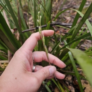 Thelymitra sp. at QPRC LGA - suppressed