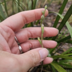 Thelymitra sp. at QPRC LGA - suppressed