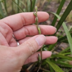 Thelymitra sp. at QPRC LGA - suppressed